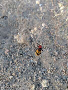 Image of Iron Cross Blister Beetle