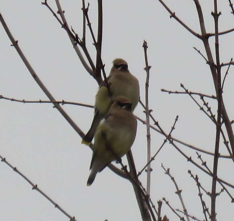 Image of Waxwing