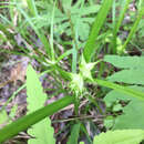 Image of Greater bladder sedge