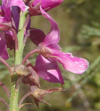 Plancia ëd Indigofera filifolia Thunb.