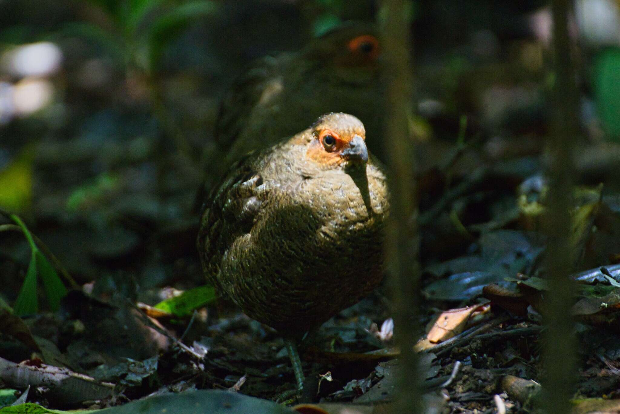 Image of Marbled Wood Quail