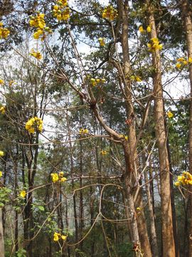 Image of <i>Cochlospermum religiosum</i> (L.) Alston