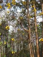 Image of silk-cotton tree