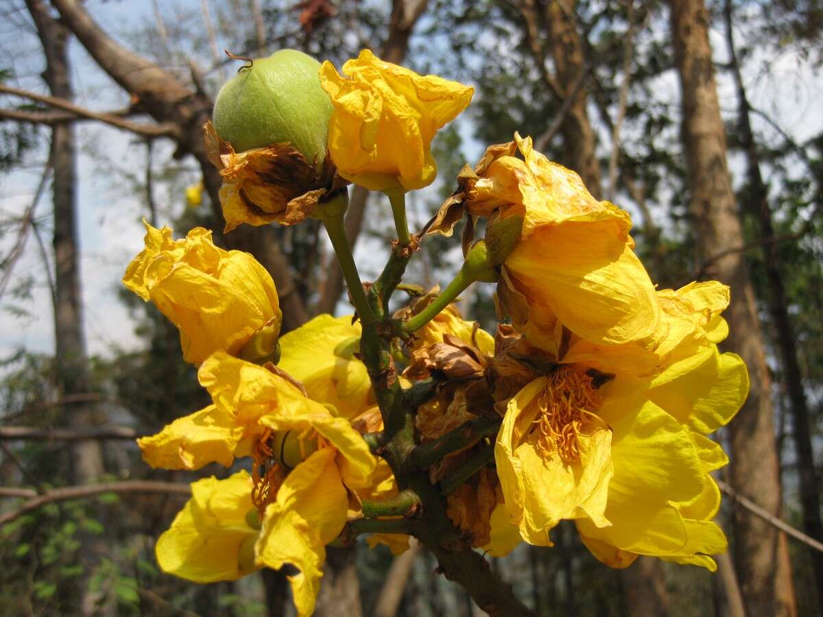 Image of silk-cotton tree