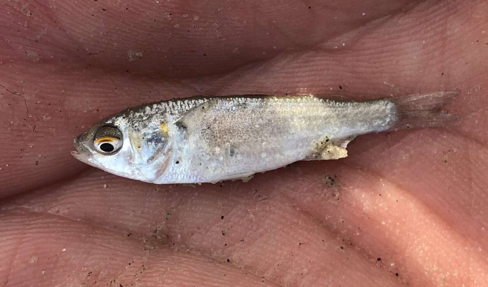 Image of Blueback Mullet