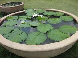 Image of Egyptian white water-lily