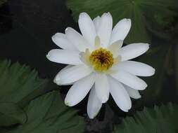 Image of Egyptian white water-lily