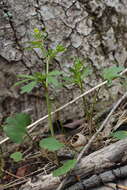 Image de Ranunculus allegheniensis Britton.