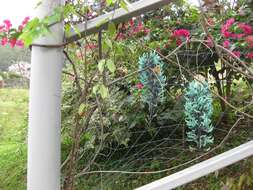 Image of Jade Vine