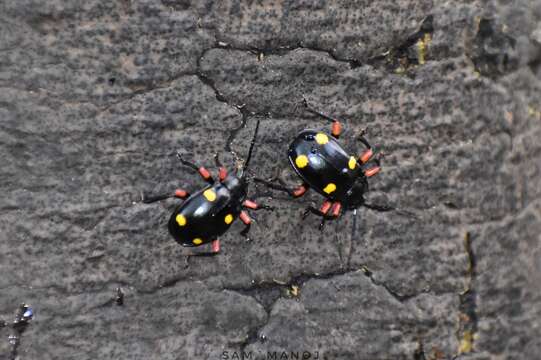 Image of Eumorphus quadriguttatus (Illiger 1800)