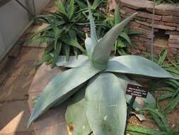 Image of Silvery agave