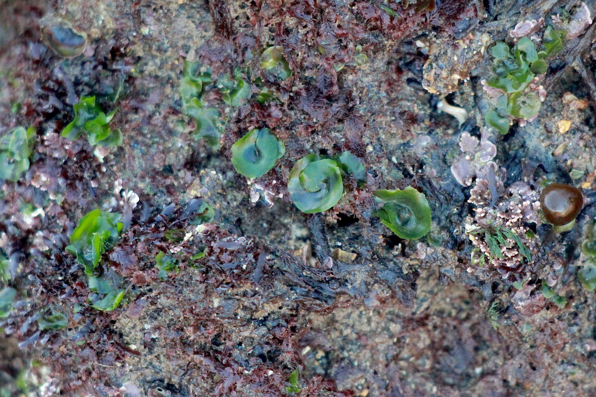 Image of Ulva californica