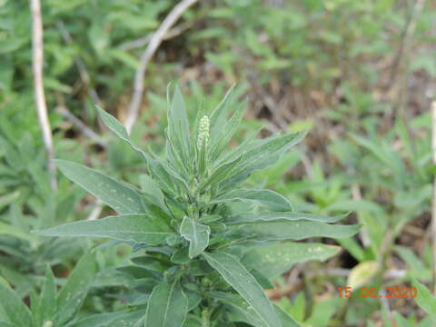 Image of Russian pigweed