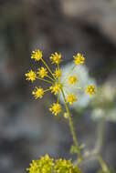 صورة Chaerophyllum coloratum L.