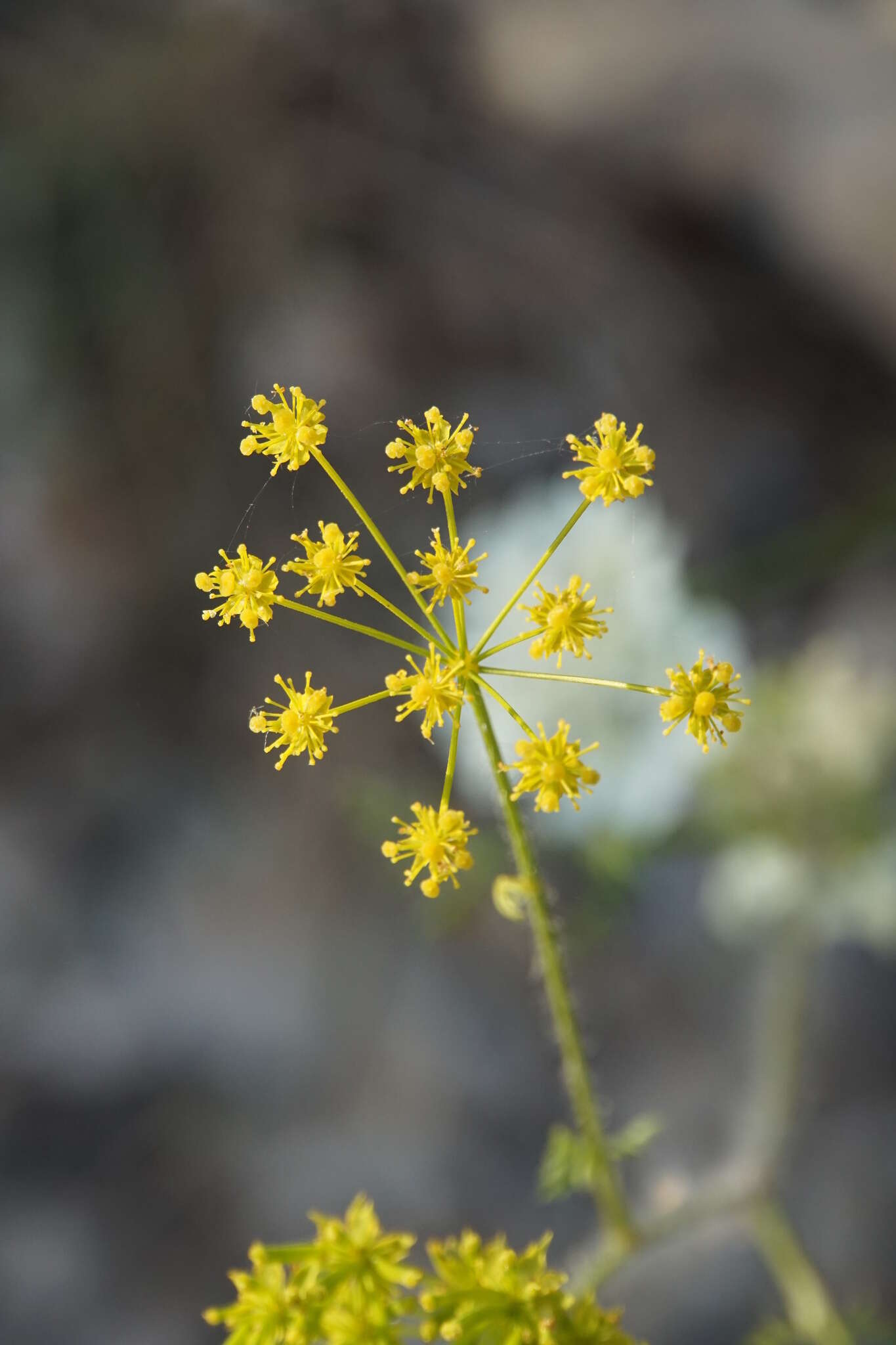 صورة Chaerophyllum coloratum L.