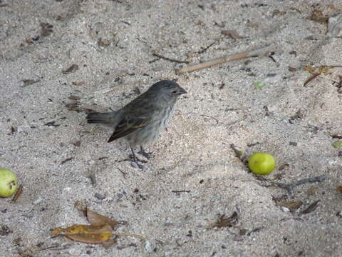 Image of Small Ground Finch