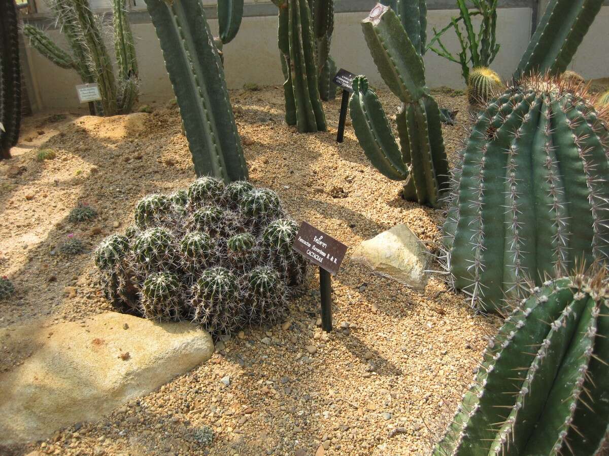 Image of Ferocactus flavovirens (Scheidw.) Britton & Rose