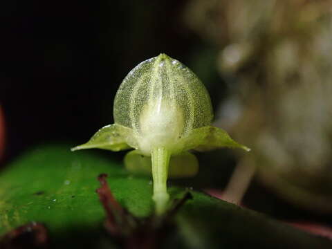 Image of Pleurothallis conicostigma Luer