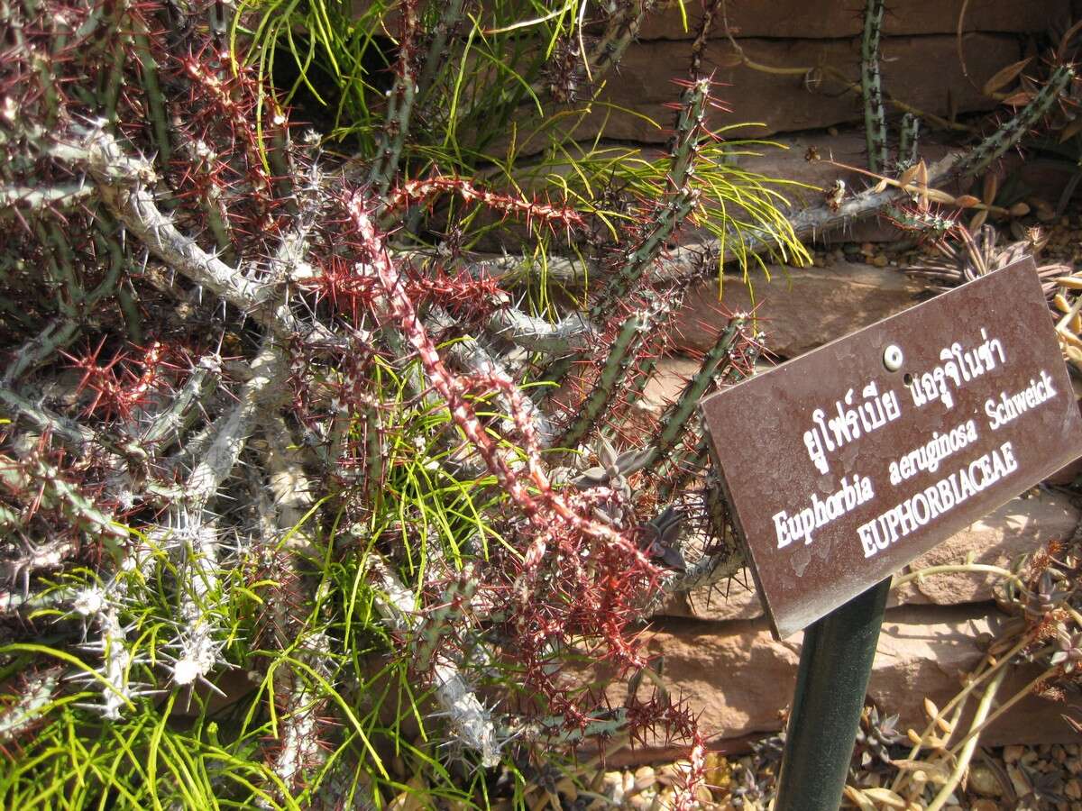 Imagem de Euphorbia aeruginosa Schweick.