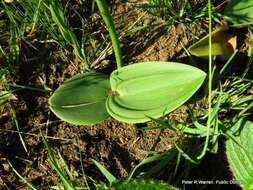 Image of Eriospermum mackenii subsp. mackenii