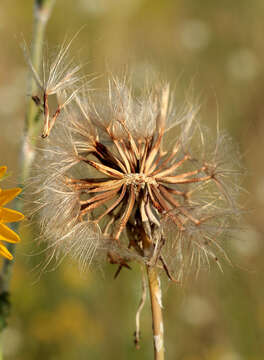 Image of Tragopogon dasyrhynchus Artemczuk