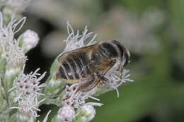 Megachile brevis Say 1837 resmi