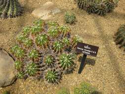 Image of Ferocactus flavovirens (Scheidw.) Britton & Rose