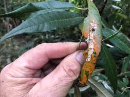 Image of Croton stigmatosus F. Muell.