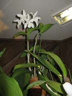 Imagem de Cattleya intermedia Graham ex Hook.