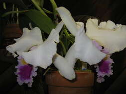 Imagem de Cattleya trianae Linden & Rchb. fil.