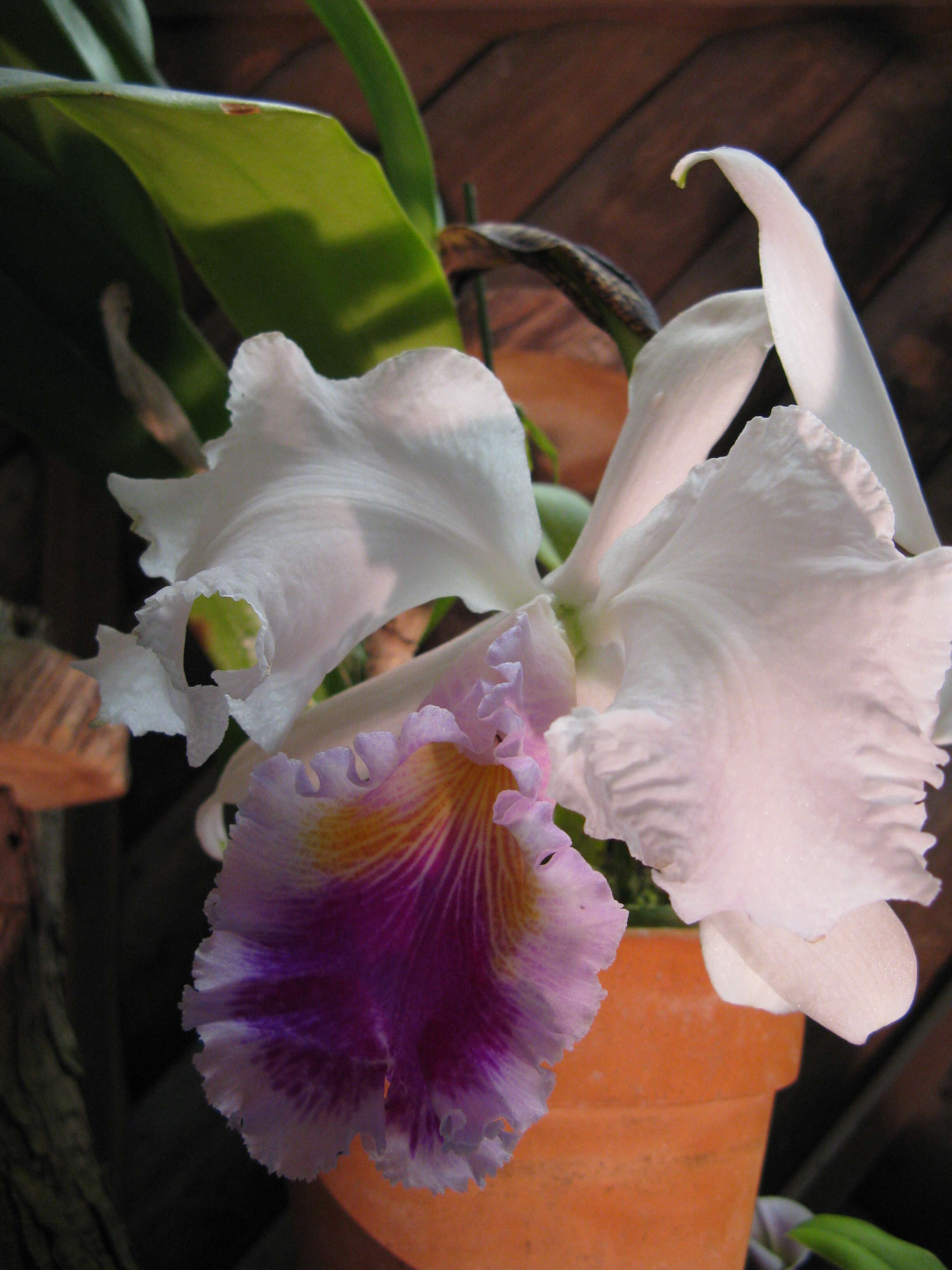 Imagem de Cattleya trianae Linden & Rchb. fil.