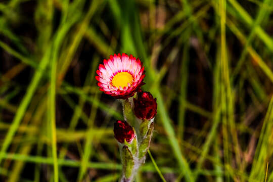 Image of Pink everlasting