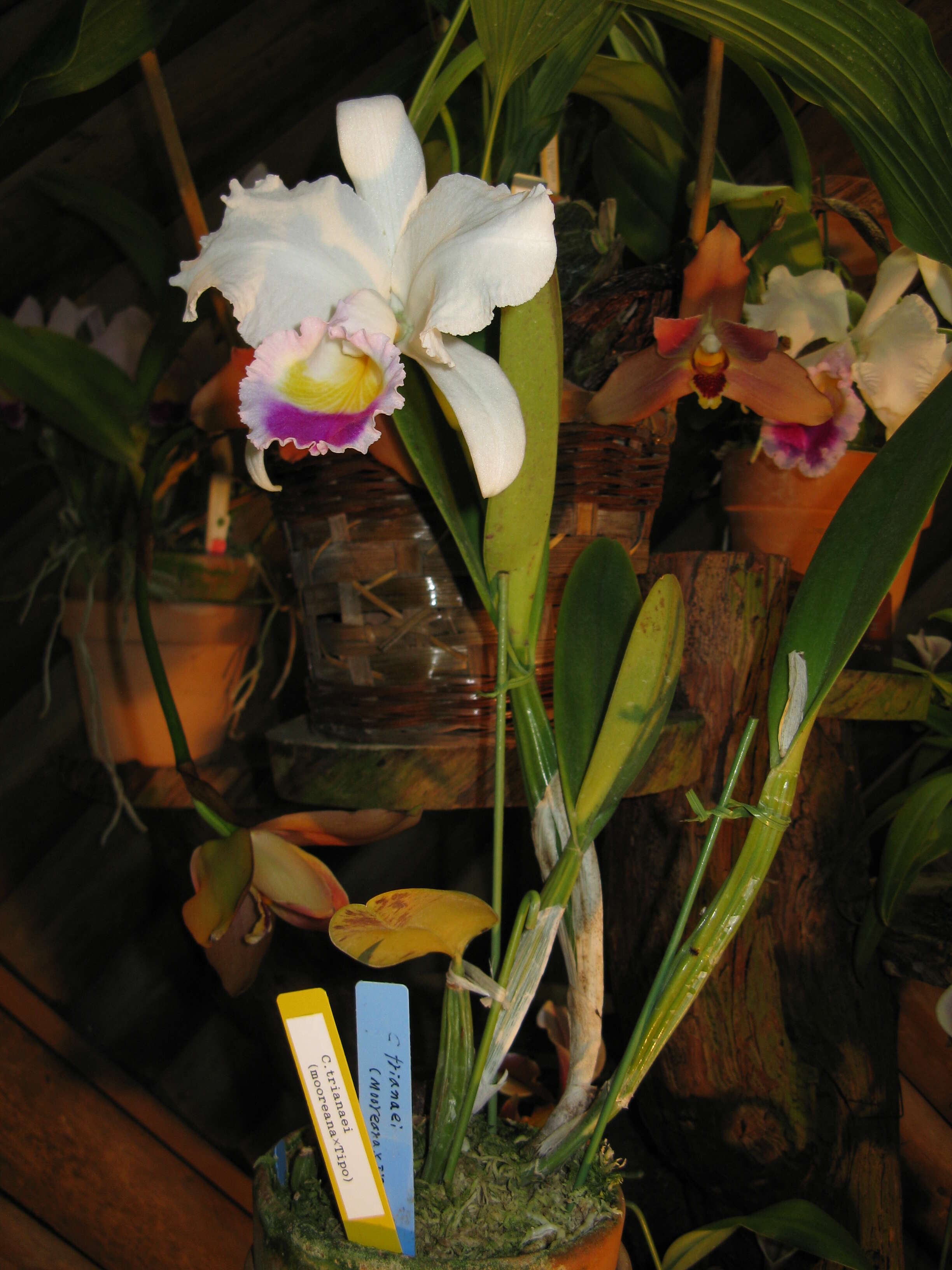 Imagem de Cattleya trianae Linden & Rchb. fil.