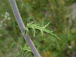 Image of southern globethistle