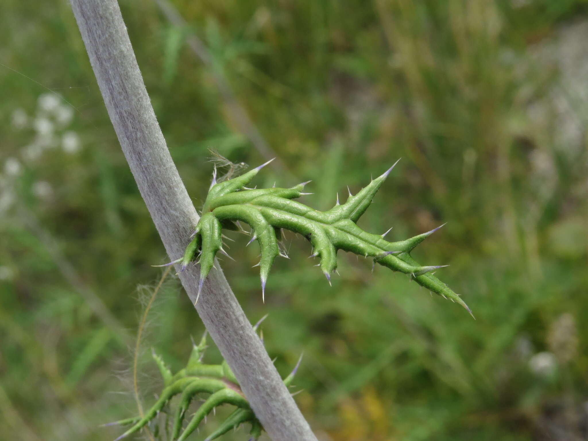 Image of southern globethistle