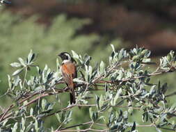 Image of Passer melanurus damarensis Reichenow 1902