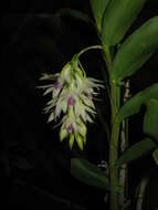 Imagem de Dendrobium amethystoglossum Rchb. fil.