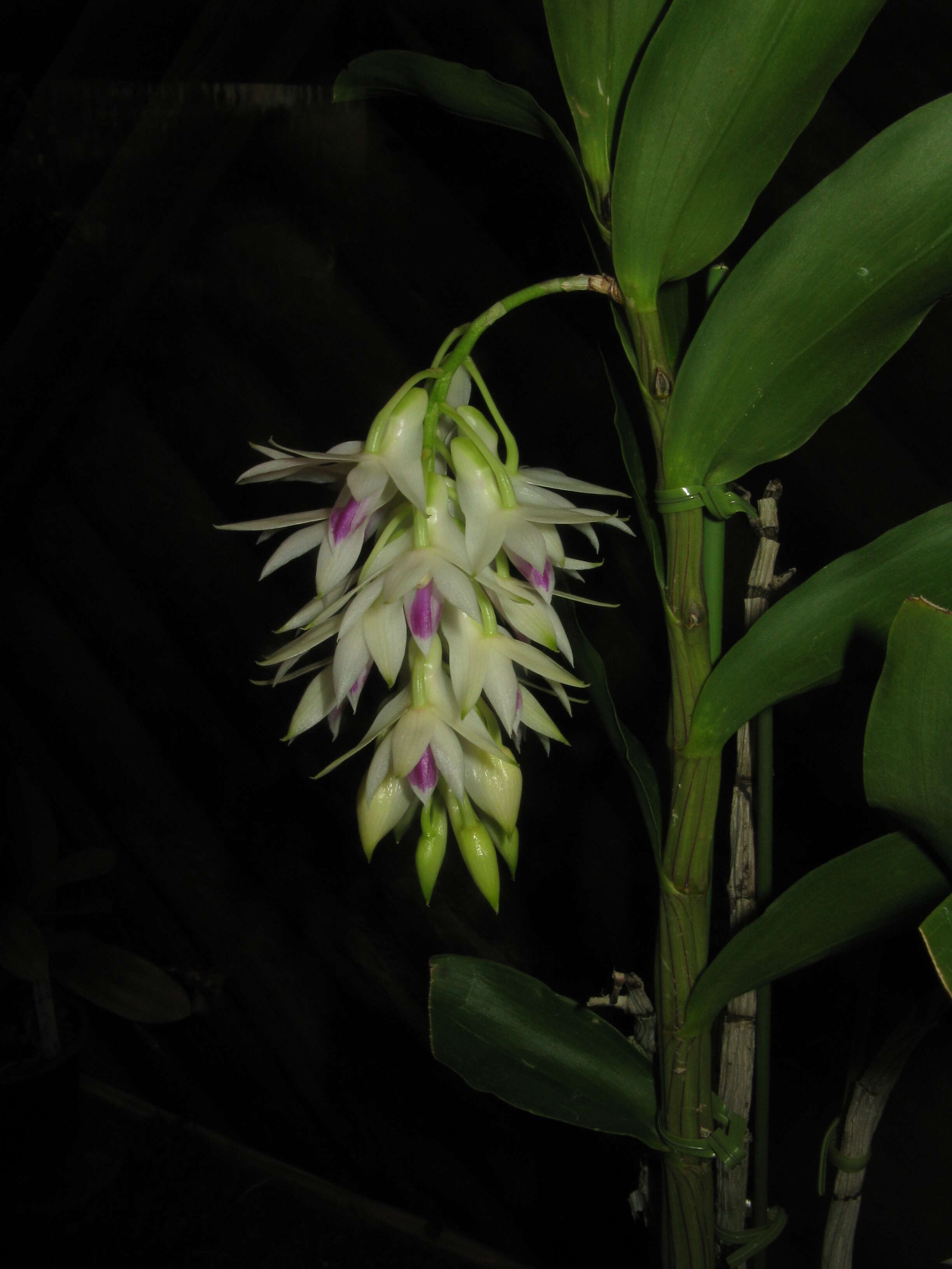 Imagem de Dendrobium amethystoglossum Rchb. fil.