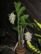 Imagem de Dendrobium amethystoglossum Rchb. fil.