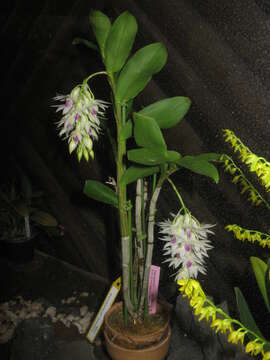 Sivun Dendrobium amethystoglossum Rchb. fil. kuva