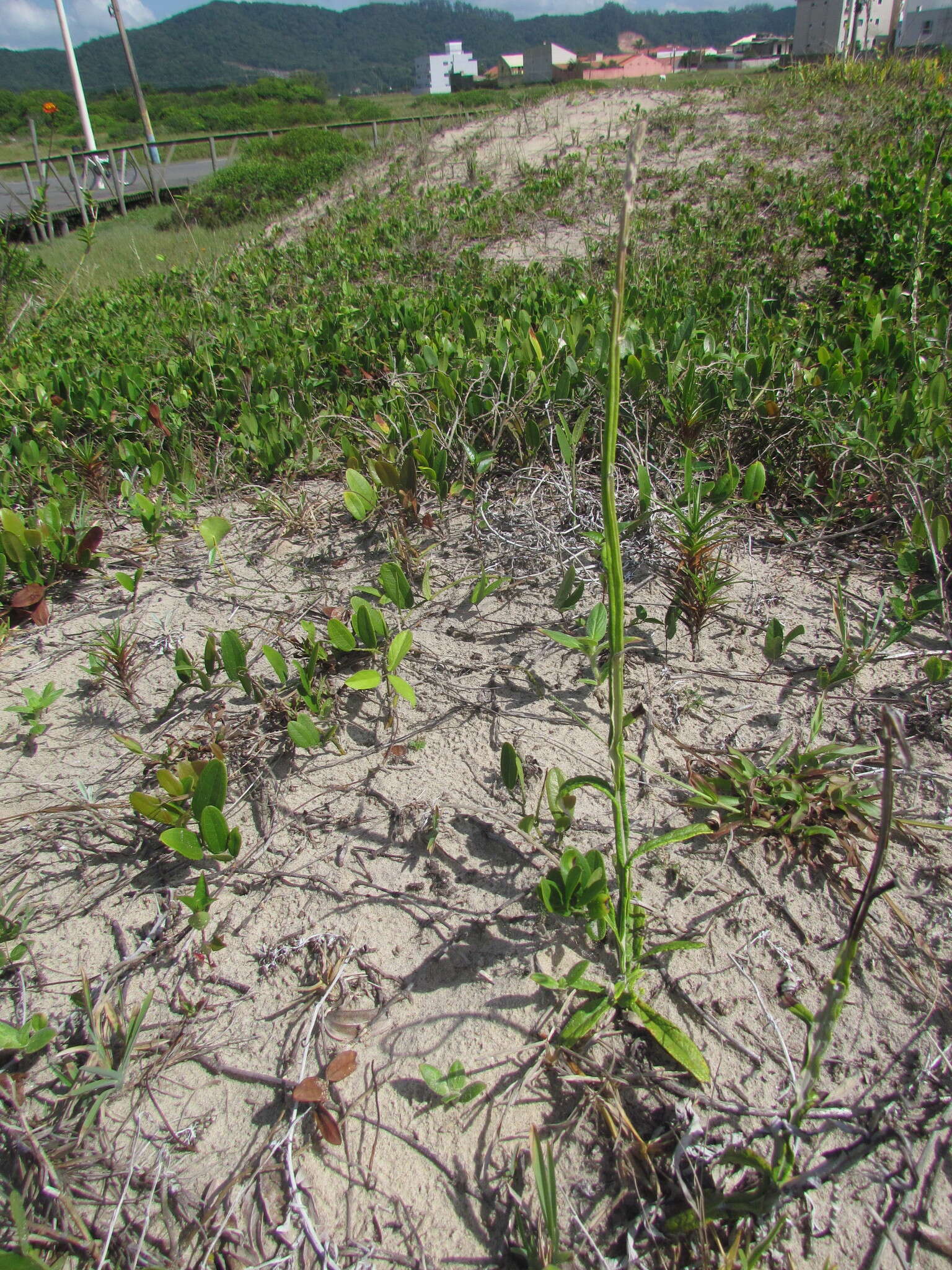 Image of Pterocaulon lorentzii Malme