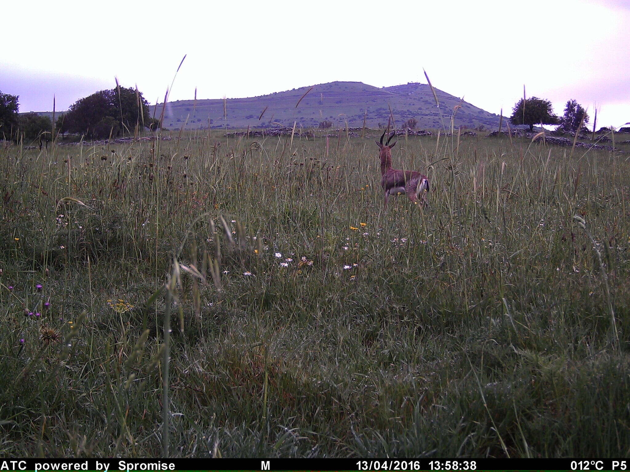 Image of Mountain Gazelle