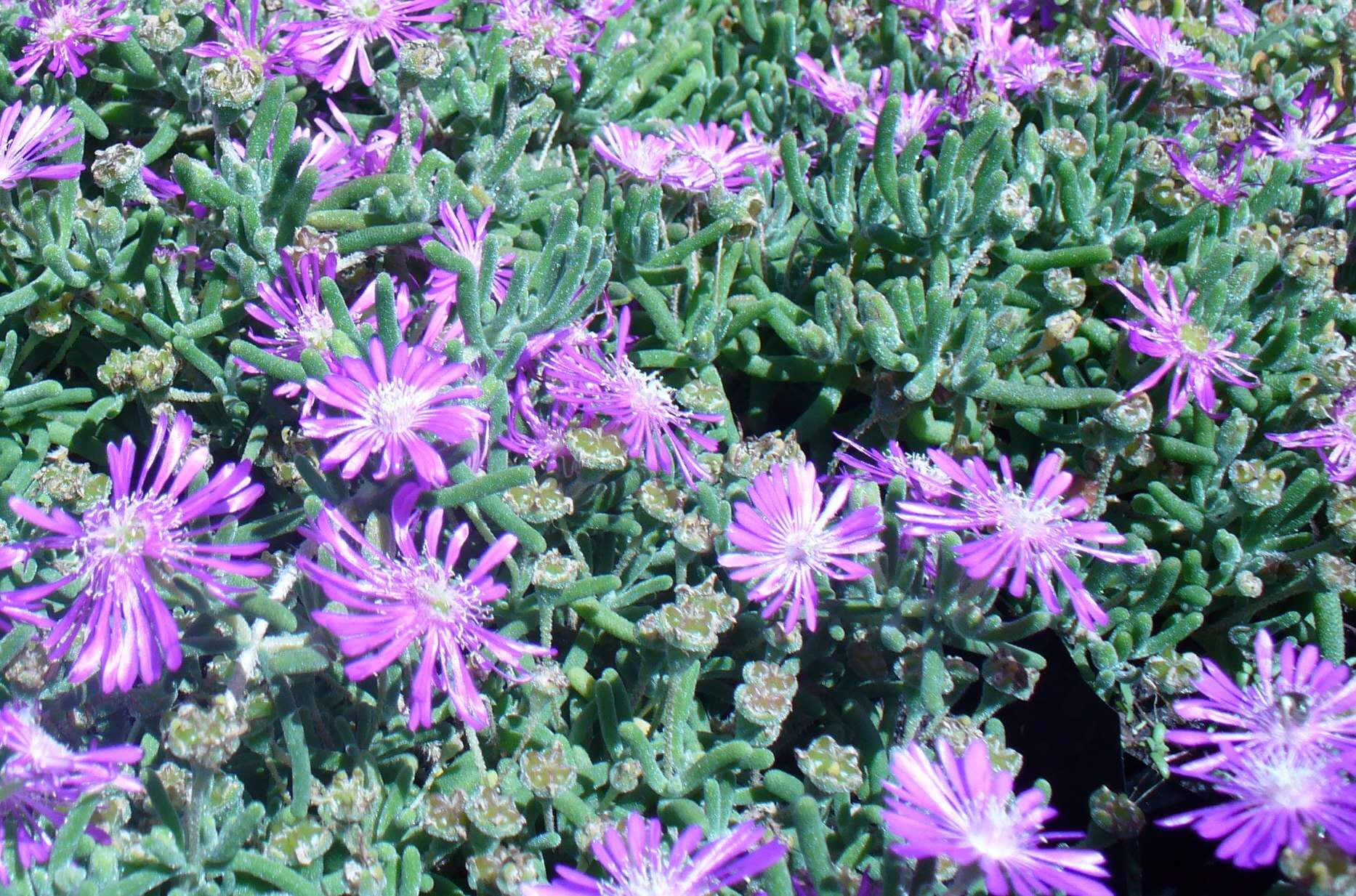 Imagem de Delosperma cooperi (Hook. fil.) L. Bol.