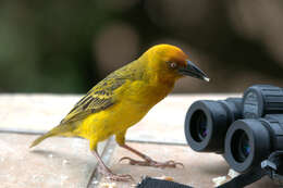 Image of Cape Weaver