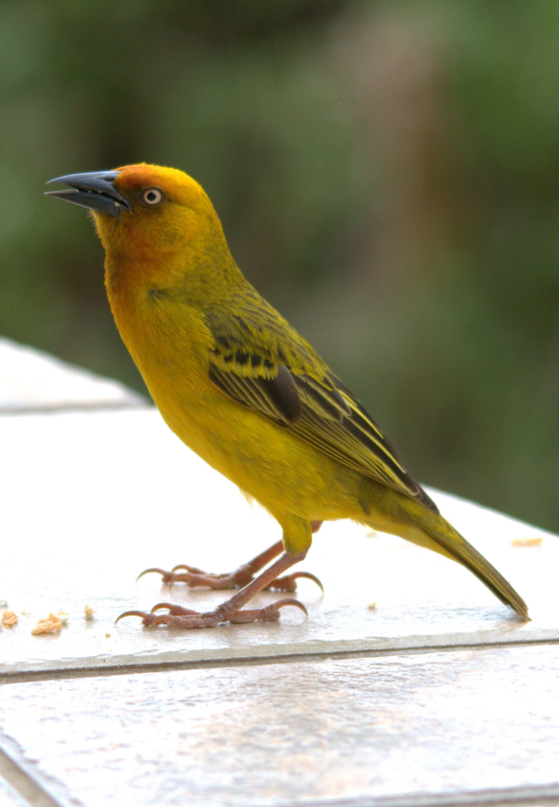 Image of Cape Weaver