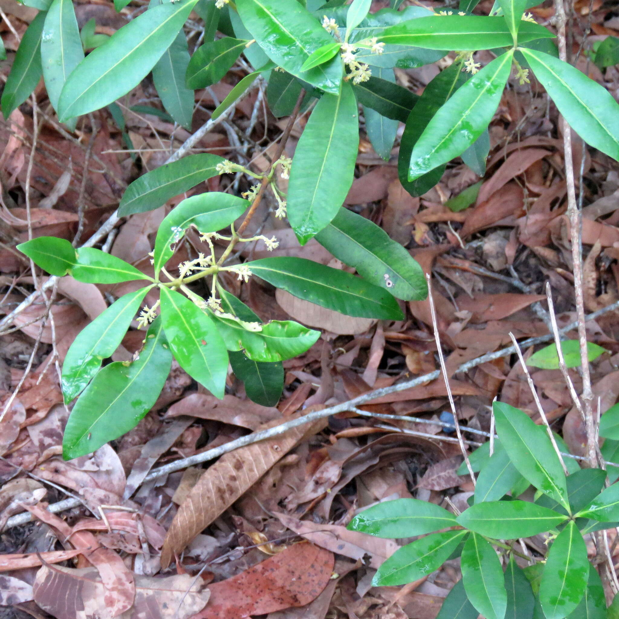 Image of Alyxia spicata R. Br.