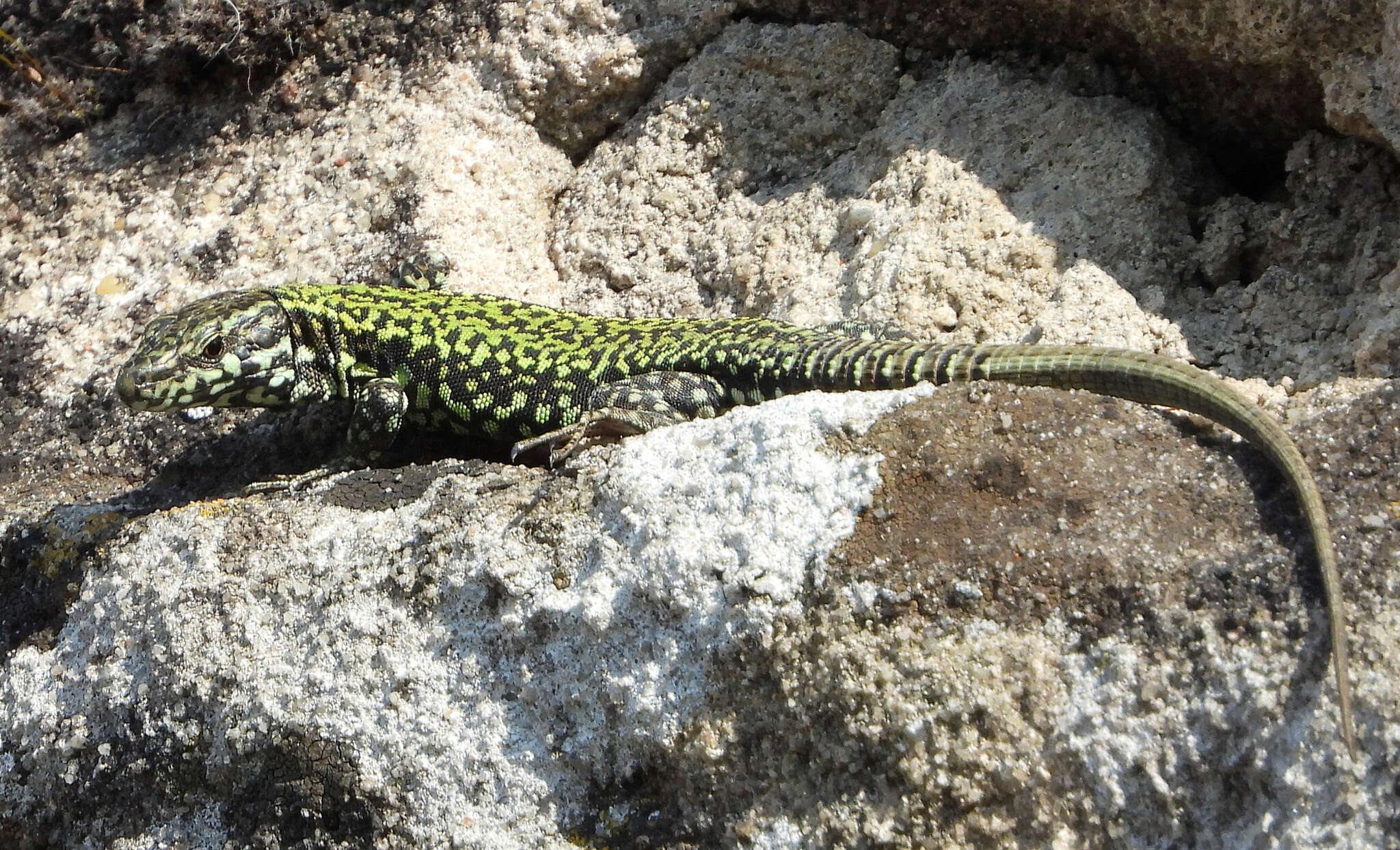 Image of Podarcis muralis nigriventris Bonaparte 1838