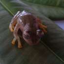 Image of Cochran frog