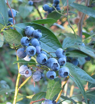 Image of highbush blueberry