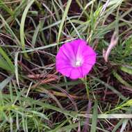 Plancia ëd Ipomoea capillacea (Kunth) G. Don